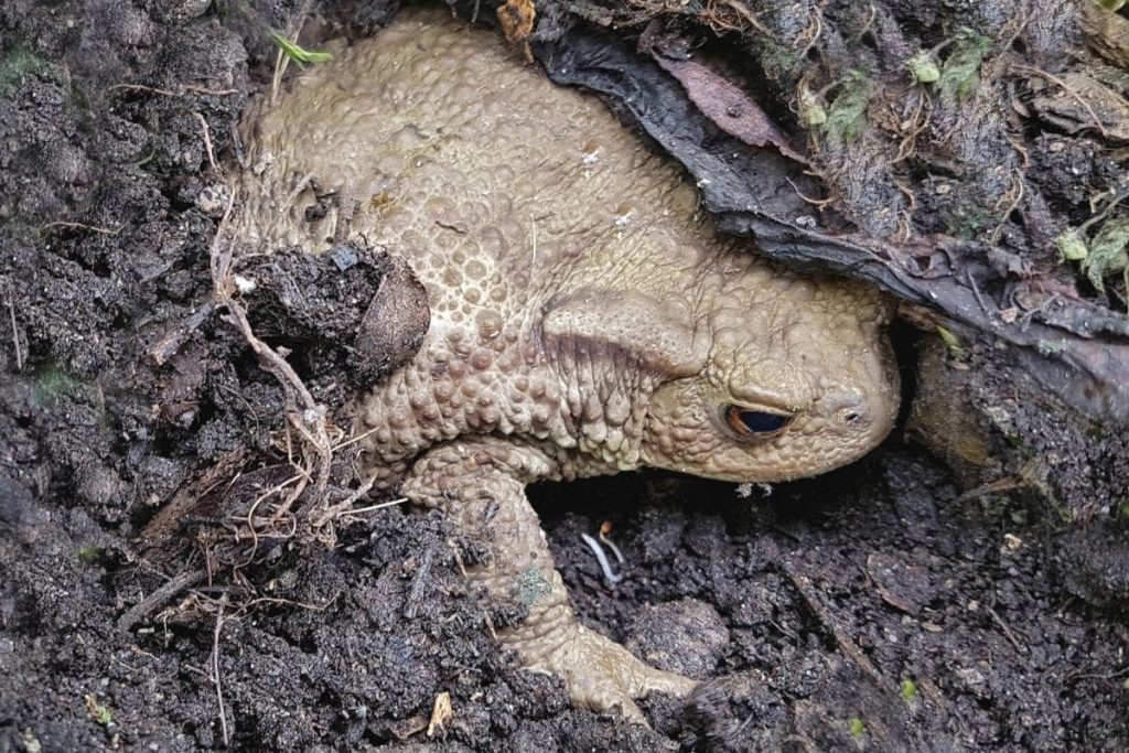 Geräusche in der Nacht - Erdkröte (Bufo bufo)