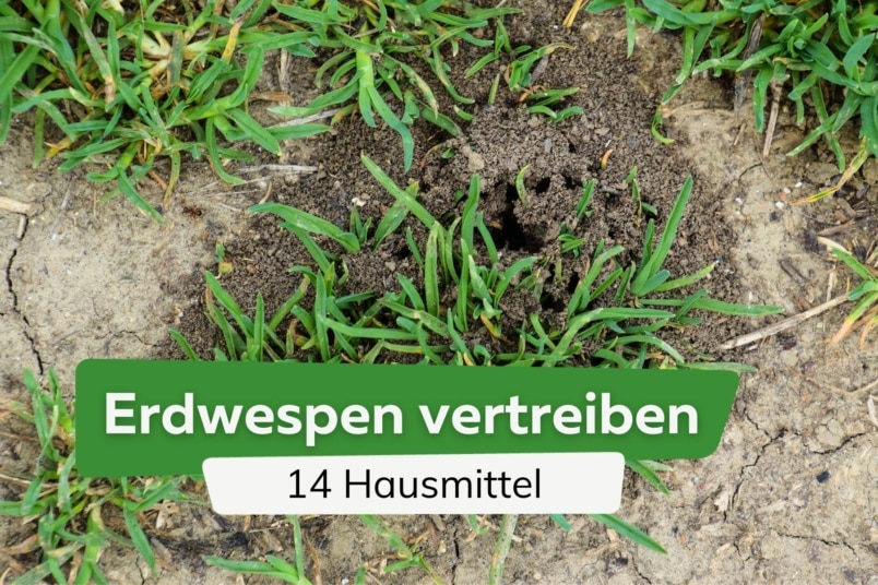 Erdwespen vertreiben: 14 schnelle Hausmittel Nest von Erdwespen im Boden