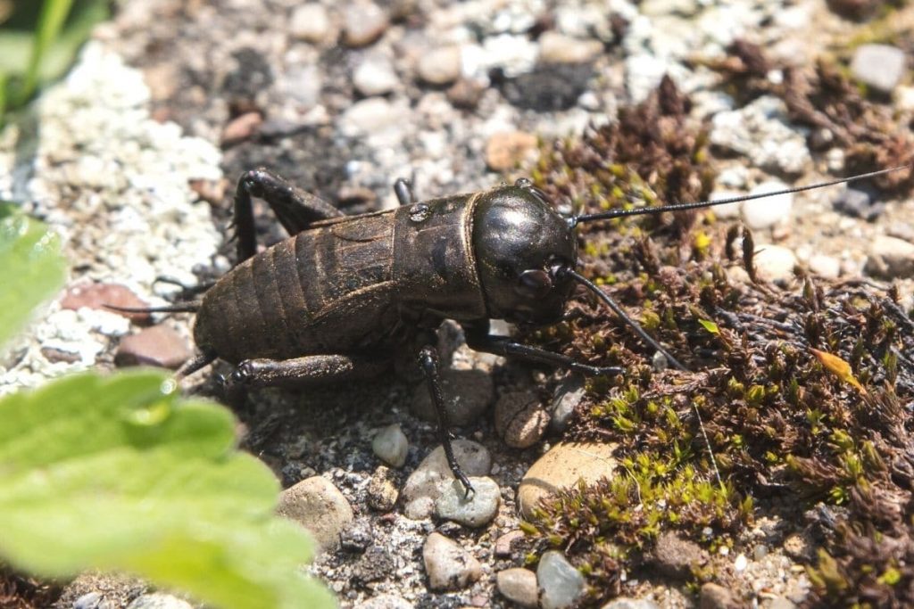 Geräusche in der Nacht - Feldgrille (Gryllus campestris)