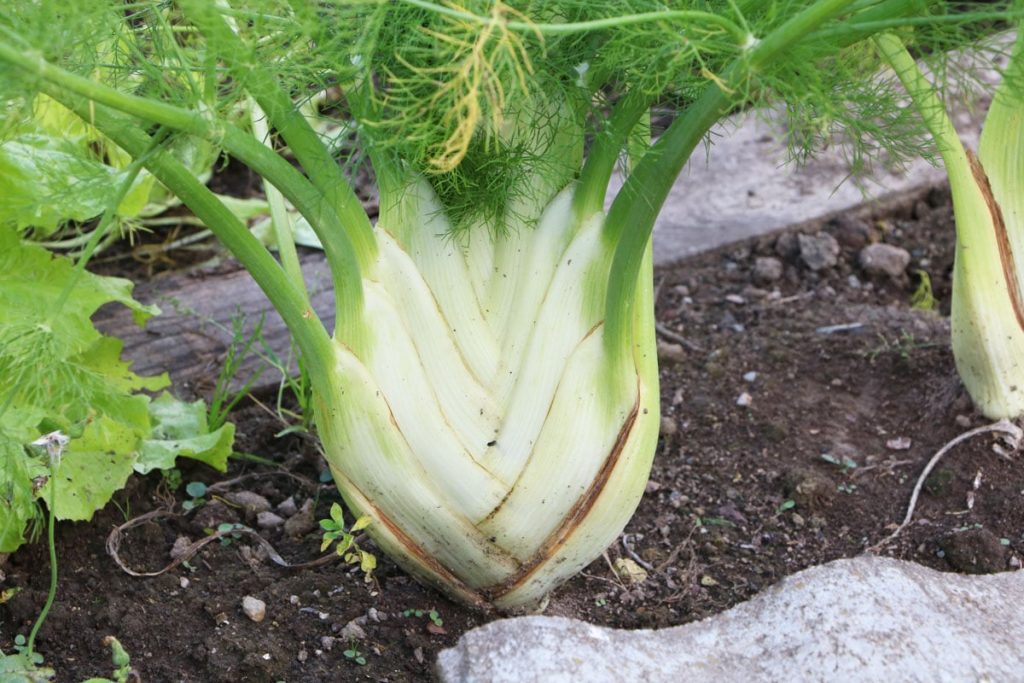 Fenchel (Foeniculum vulgare)