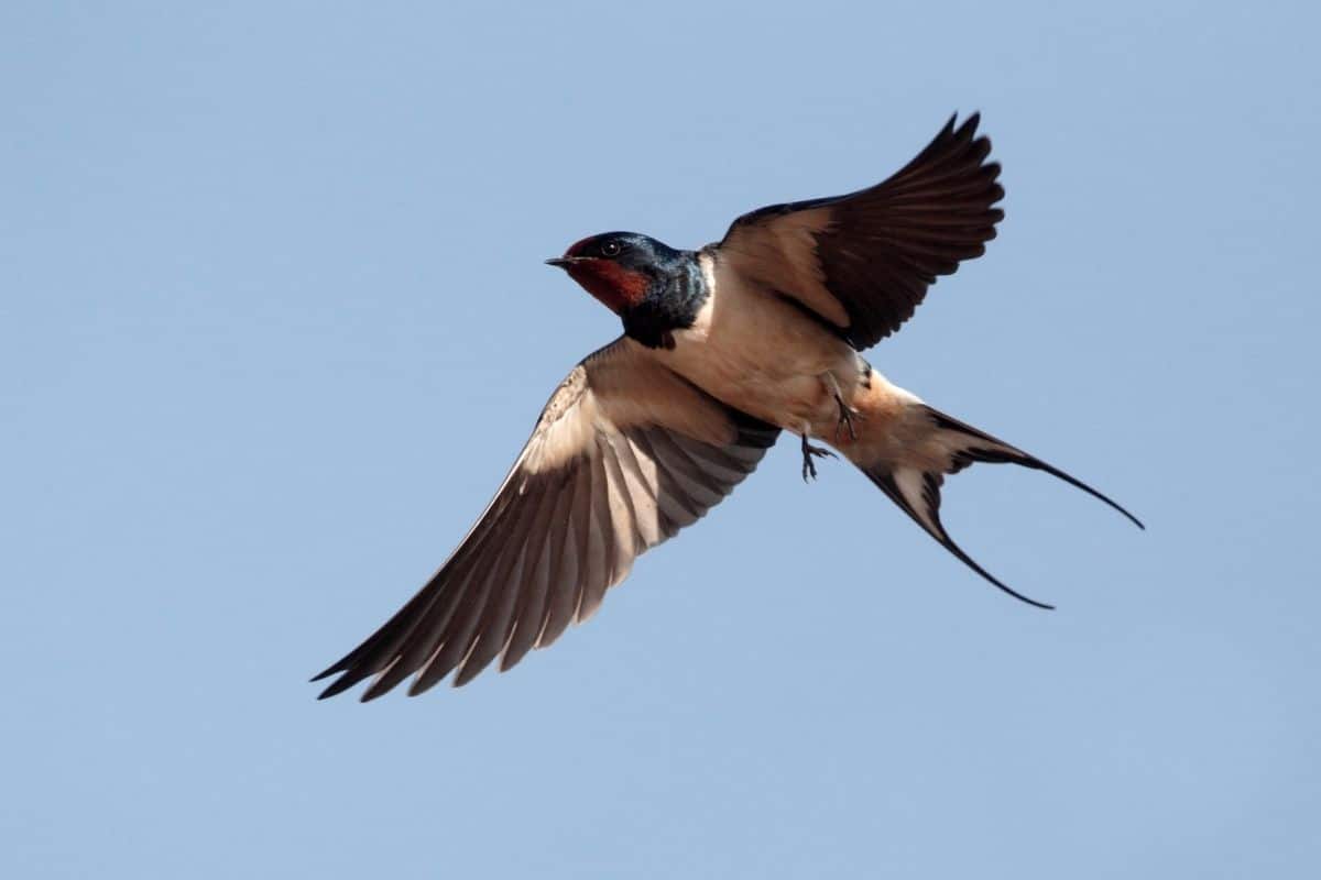 fliegende Rauchschwalben (Hirundo rustica)