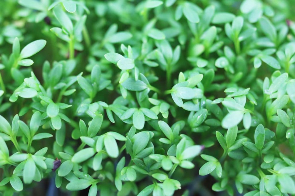 Gartenkresse (Lepidium sativum)