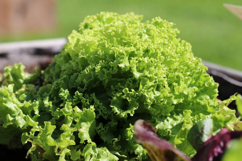 Gartensalat (Lactuca sativa)