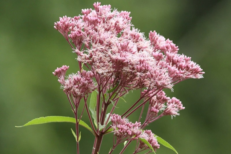 Gefleckter Wasserdost (Eupatorium maculatum)