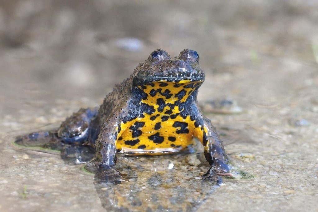 Gelbbauchunke (Bombina variegata)