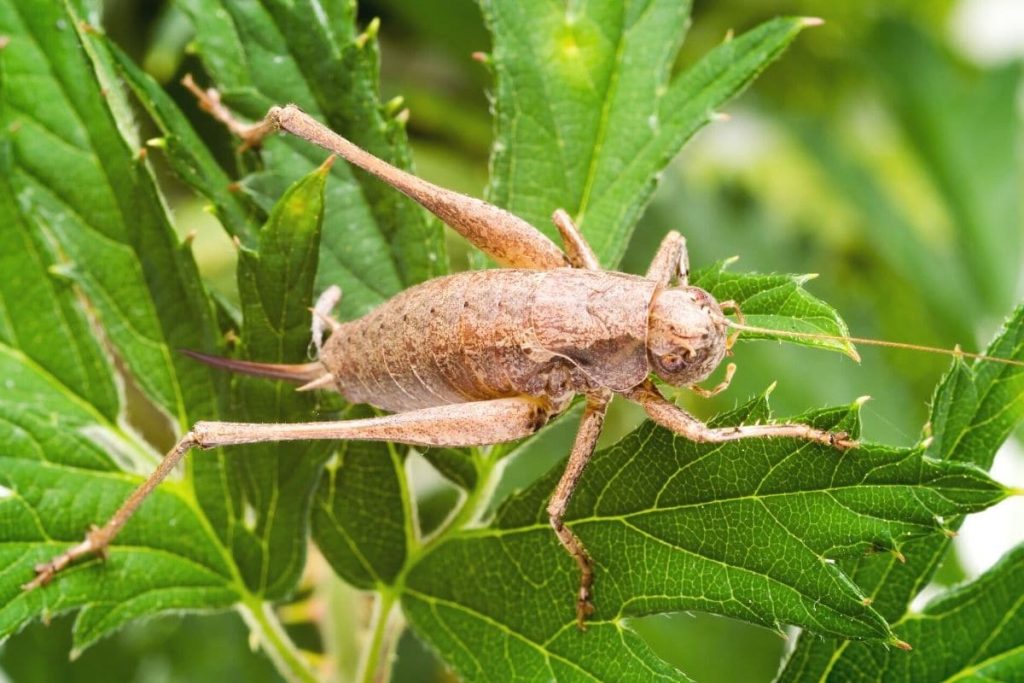 Geräusche in der Nacht - Gemeine Strauchschrecke (Pholidoptera griseoaptera)