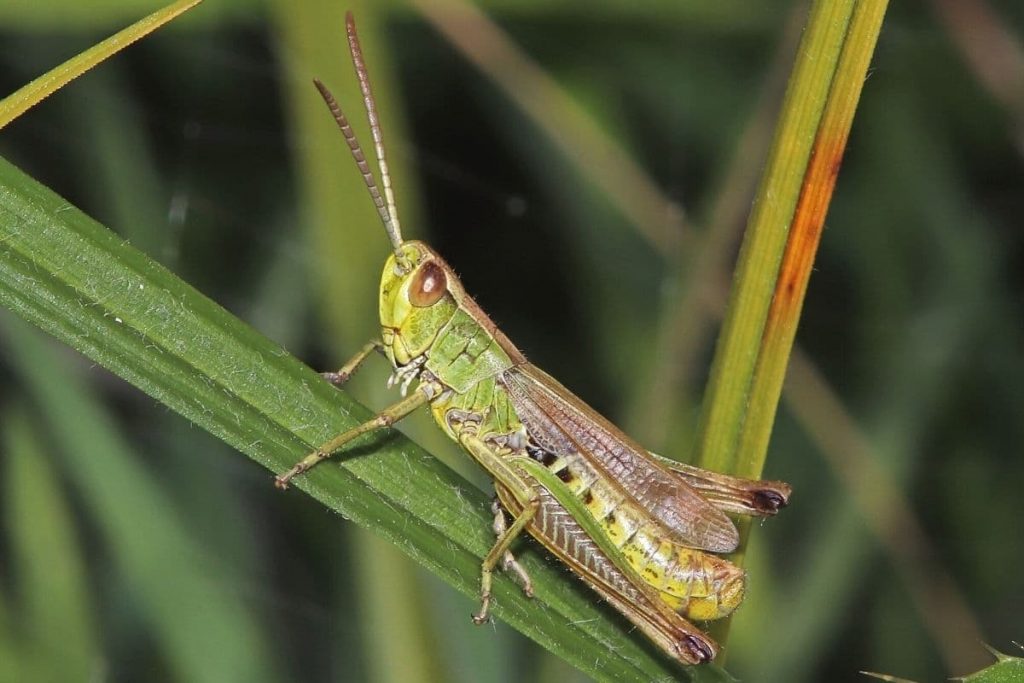 Gemeiner Grashüpfer (Chorthippus parallelus)