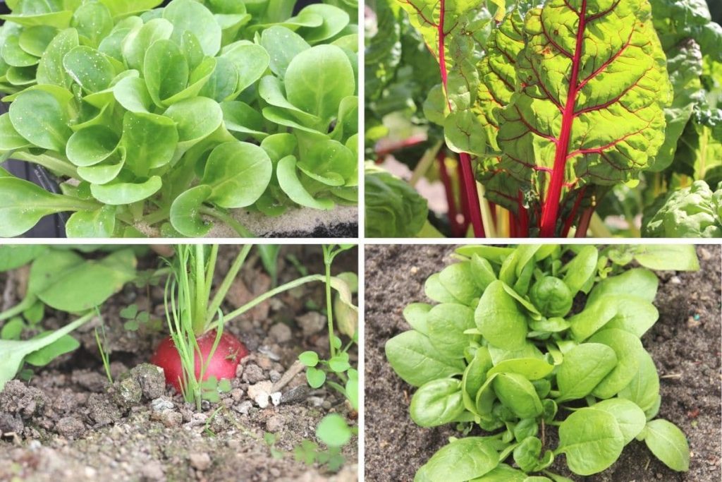 Gemüse-Aussaat im Herbst - Feldsalat., Mangold, Radieschen und Spinat