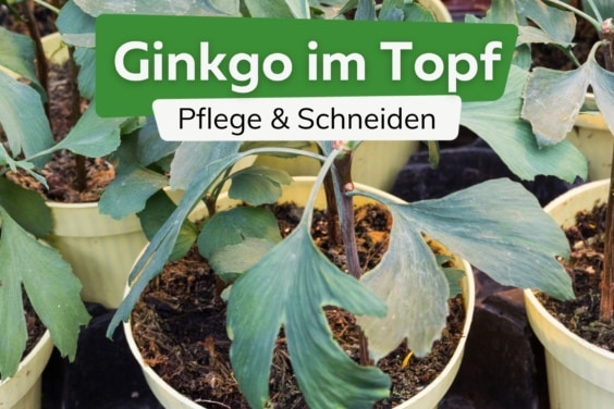 Ginkgo-Baum im Topf: Pflege & Schneiden