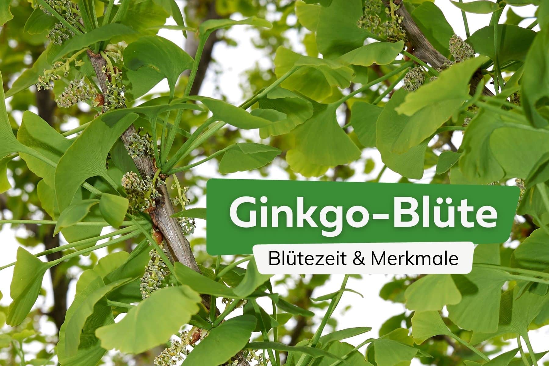 Ginkgo-Blüte Blütezeit & Merkmale Titel