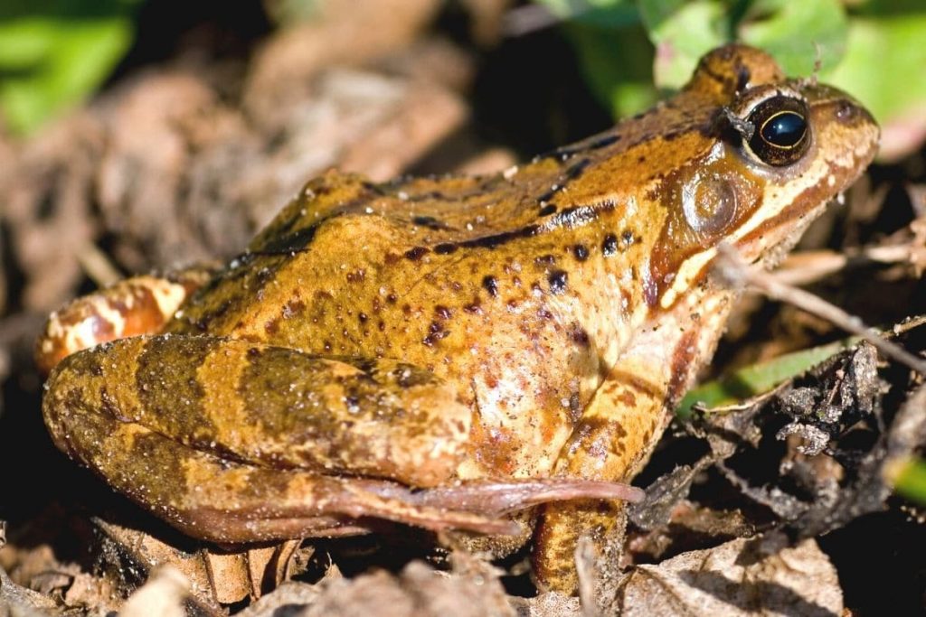 Geräusche in der Nacht - Grasfrosch (Rana temporaria)