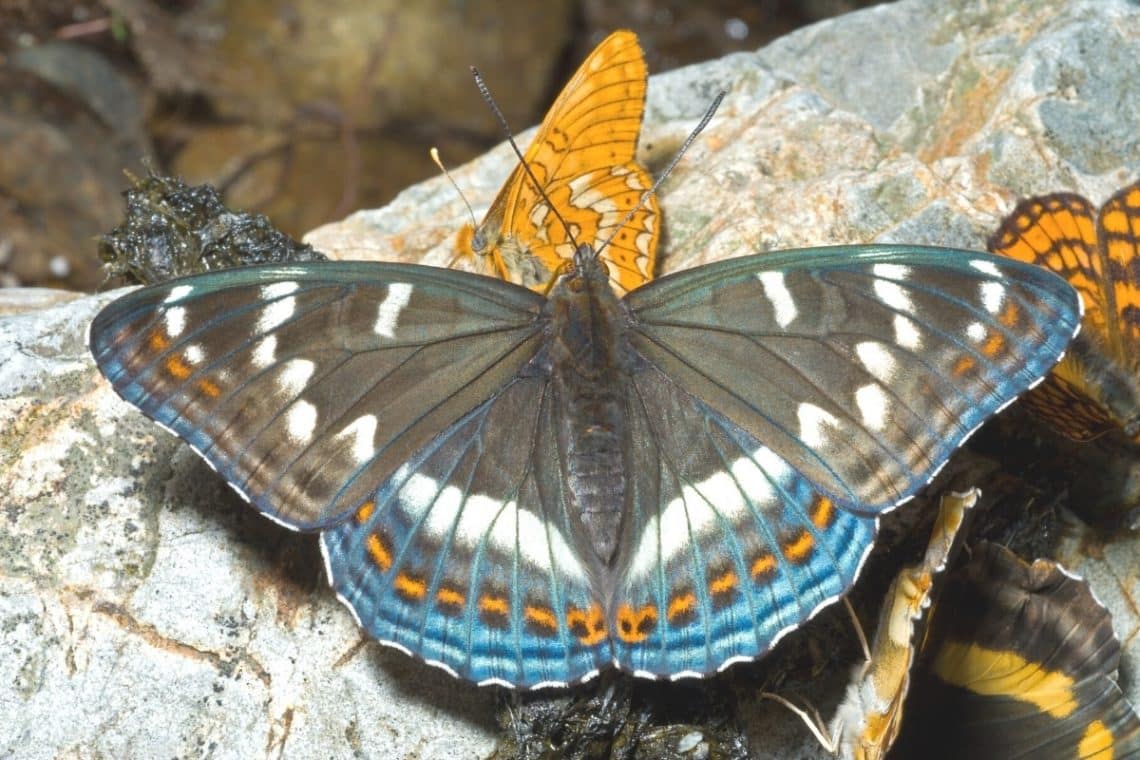 großer Eisvogel