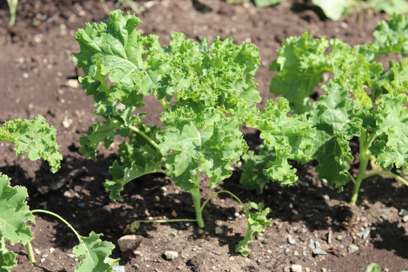 Grünkohl (Brassica oleracea var. sabellica)