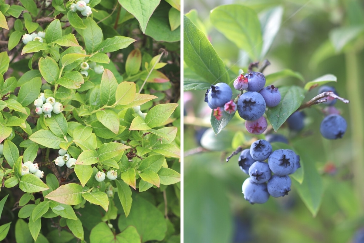 Heidelbeerstaude und Beeren im September pflanzen