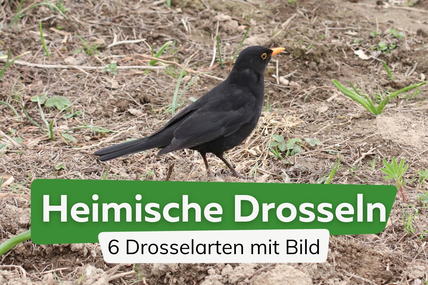 Liste: 6 heimische Drosselarten mit Bild