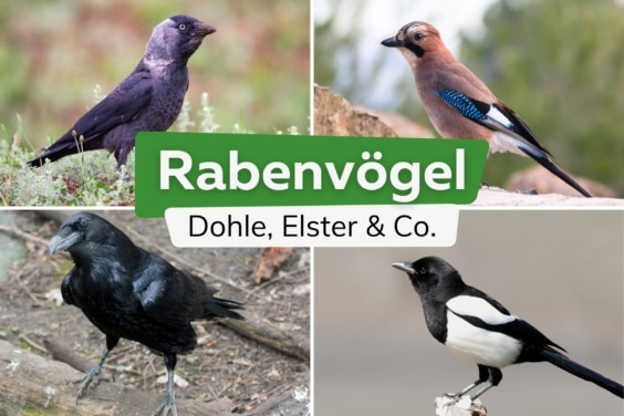 Rabenvögel: 8 heimische Rabenarten mit Bild