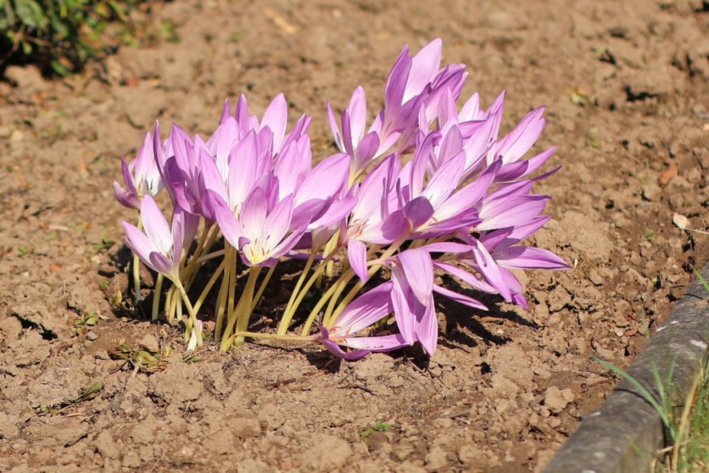 Herbst-Krokus (Crocus speciosus)