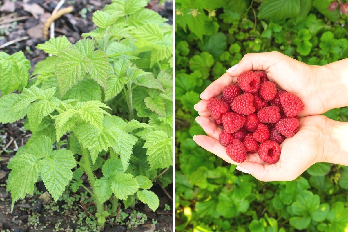 Himbeerstrauch und Hand voll Himbeeren