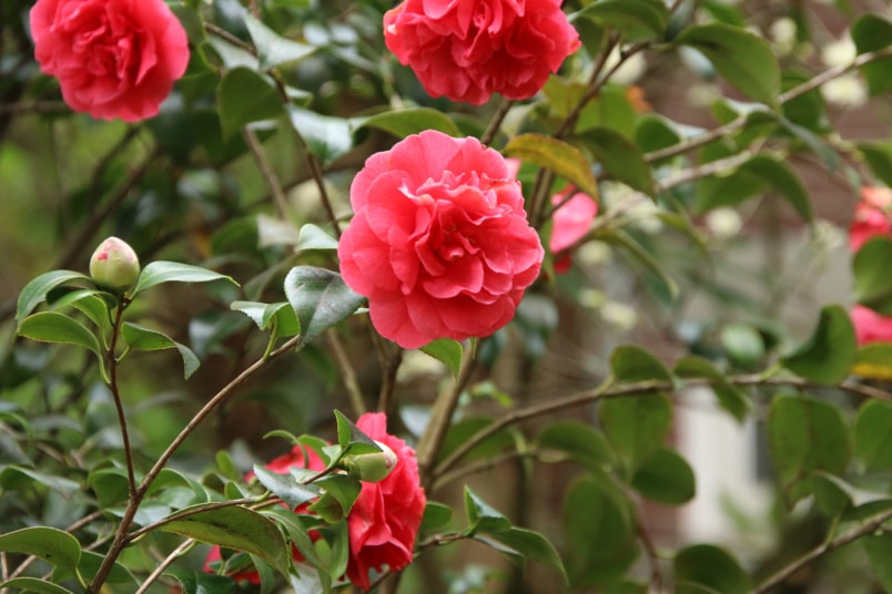 Hochstämmige Kamelie (Camellia japonica)