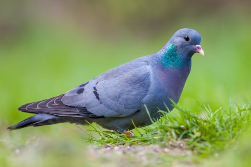 Hohltaube (Columba oenas)