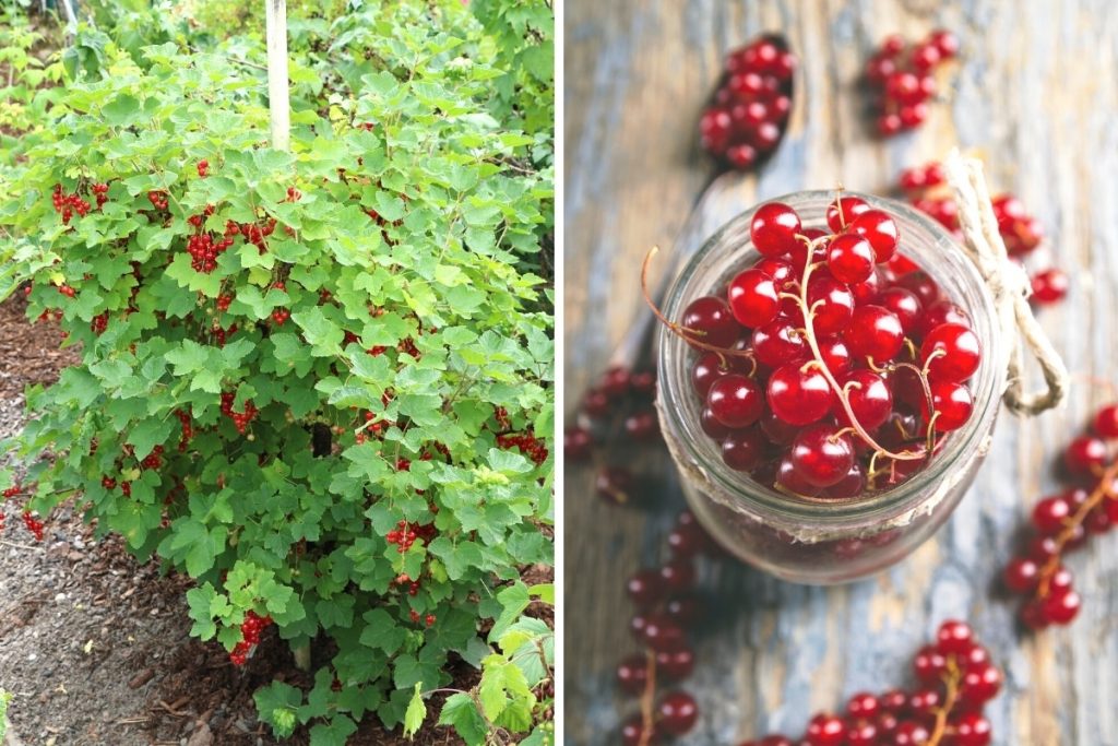 Johannisbeerstrauch und Glas mit Johannisbeeren