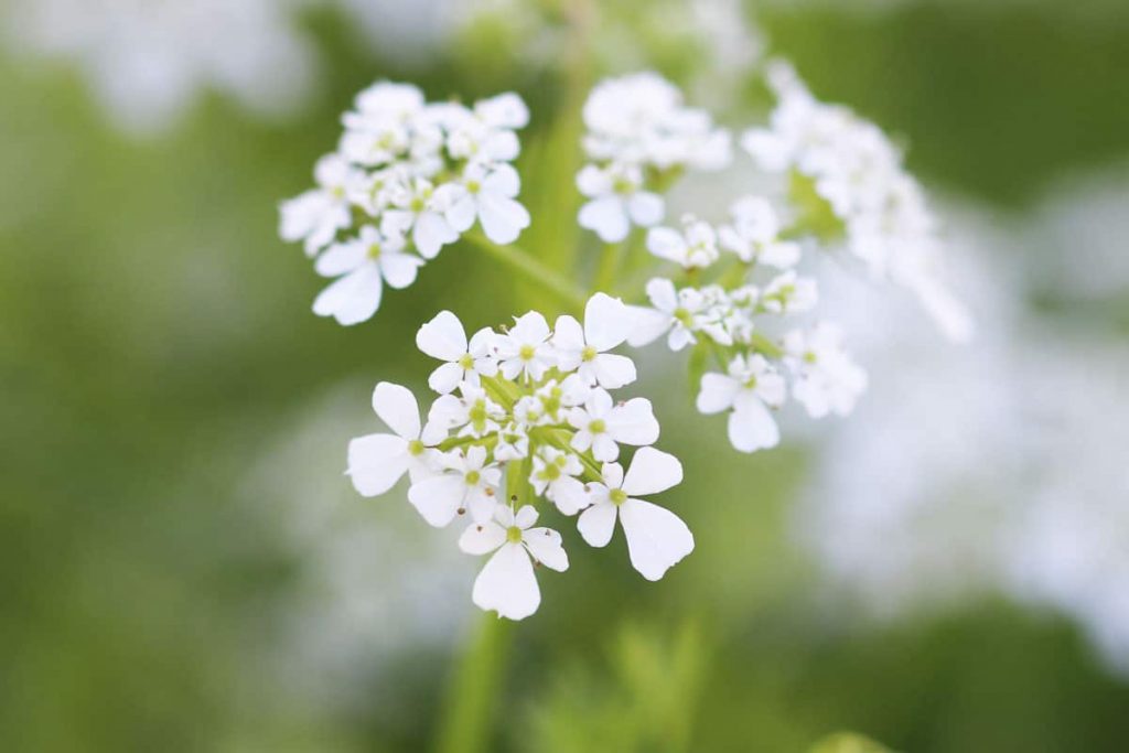 Gute Nachbarn für Schnittlauch - Kerbel (Anthriscus cerefolium)