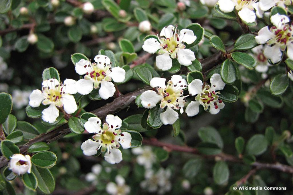 Kleinblättrige Zwergmispel "Streibs Findling" (Cotoneaster microphyllus "Streibs Findling")