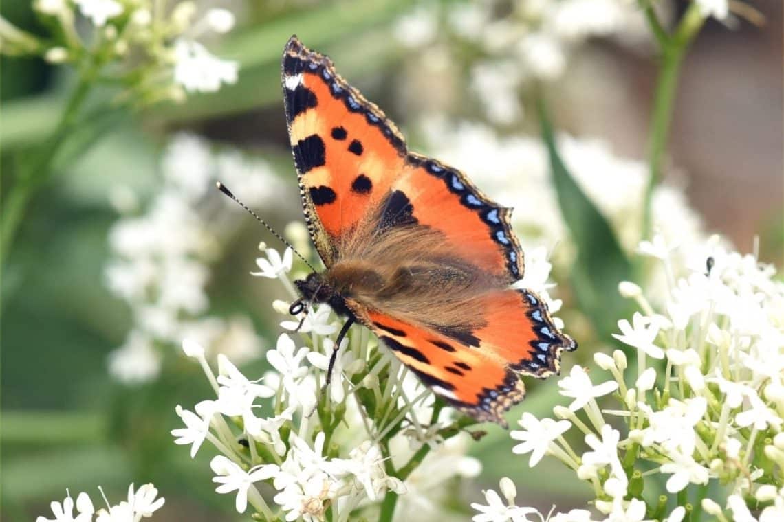 Kleiner Fuchs (Vanessa urticae)