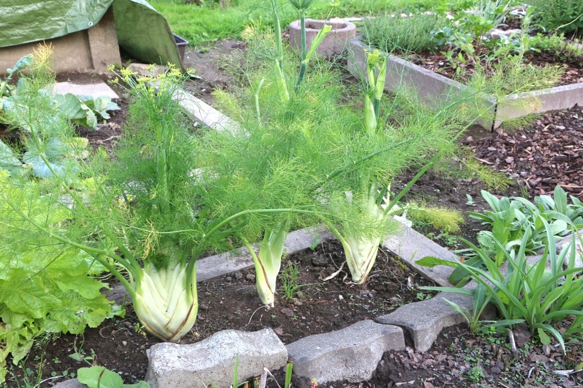 Knollenfenchel im Beet