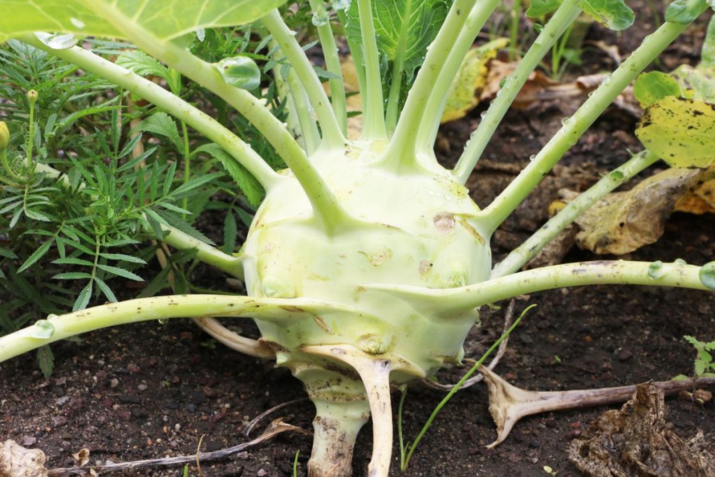 Kohlrabi (Brassica oleracea var. gongylodes)