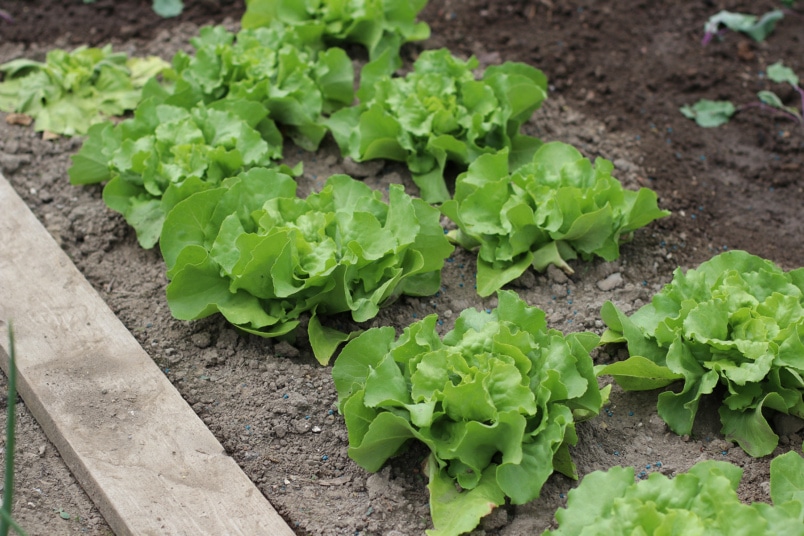 Kopfsalat (Lactuca sativa var.) in einem Beet