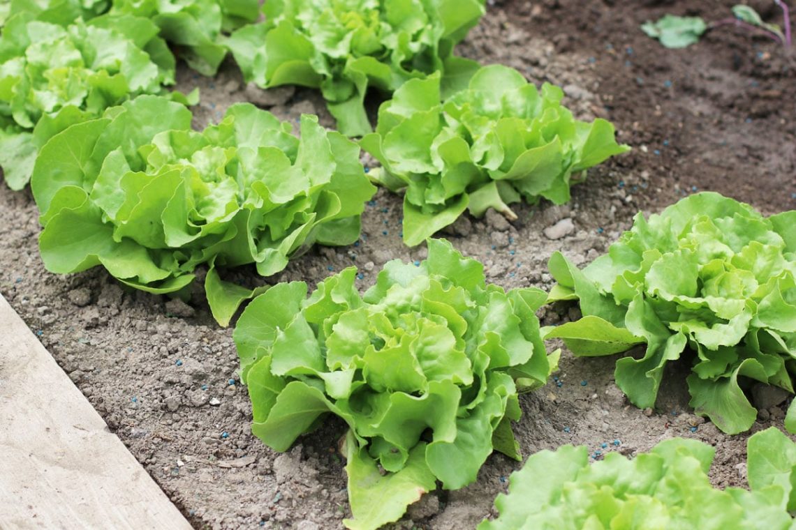 Kopfsalat (Lactuca sativa var. capitata)