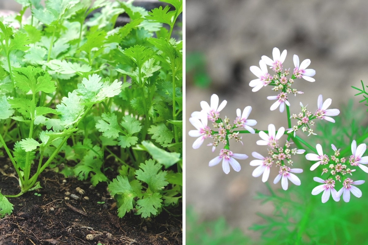 Koriander Blätter und Blüte