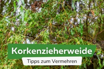 Korkenzieherweide vermehren