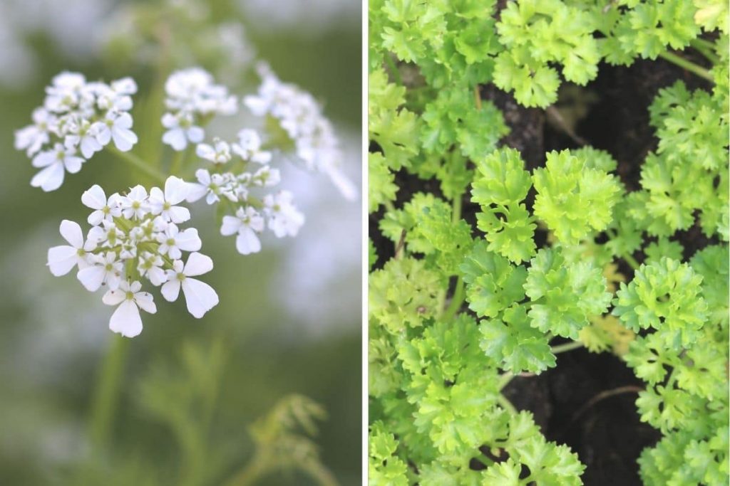 Kräuter-Aussaat im Herbst - Kerbel und Petersilie