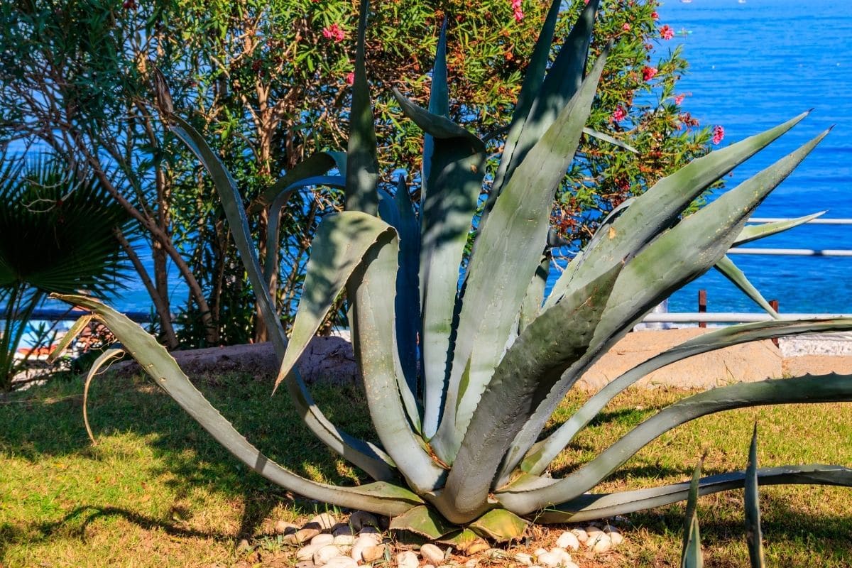 kranke Agave