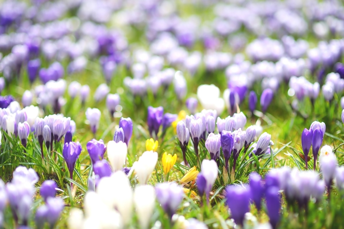 bunte Krokusse auf Wiese im September pflanzen