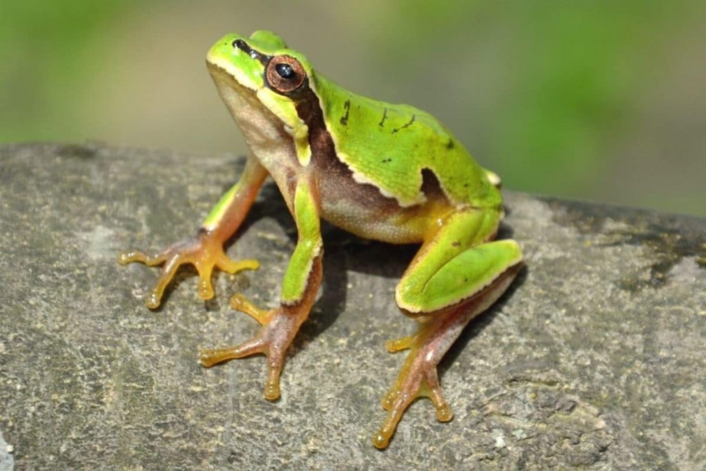 Laubfrosch (Hyla arborea)