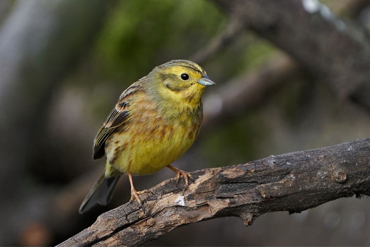 Goldammer (Emberiza citrinella)