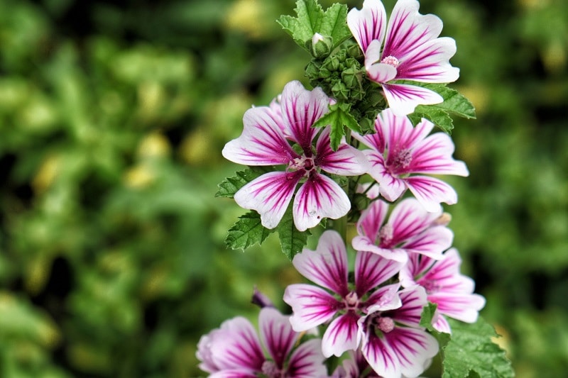 Maharadscha-Malve (Malva sylvestris 'Zebrina')