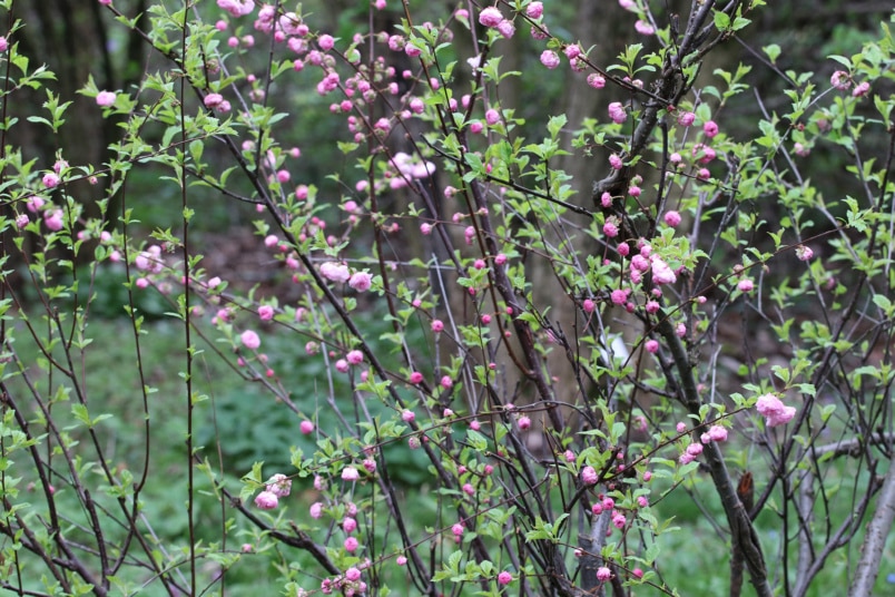 Mandelbäumchen (Prunus triloba)