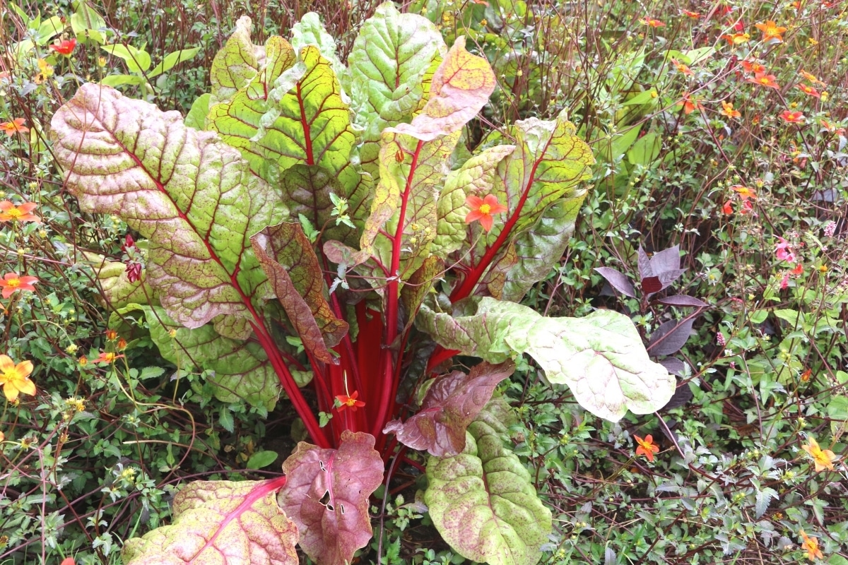 Mangold im Garten zur Aussaat im September