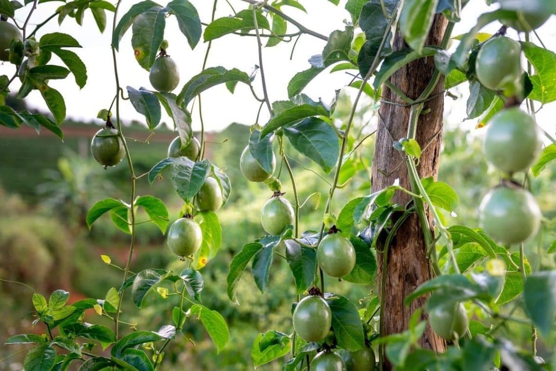 Maracuja (Passiflora edulis)