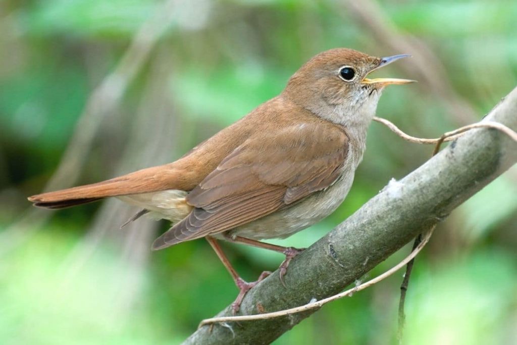 Geräusche in der Nacht - Nachtigall (Luscinia megarhynchos)