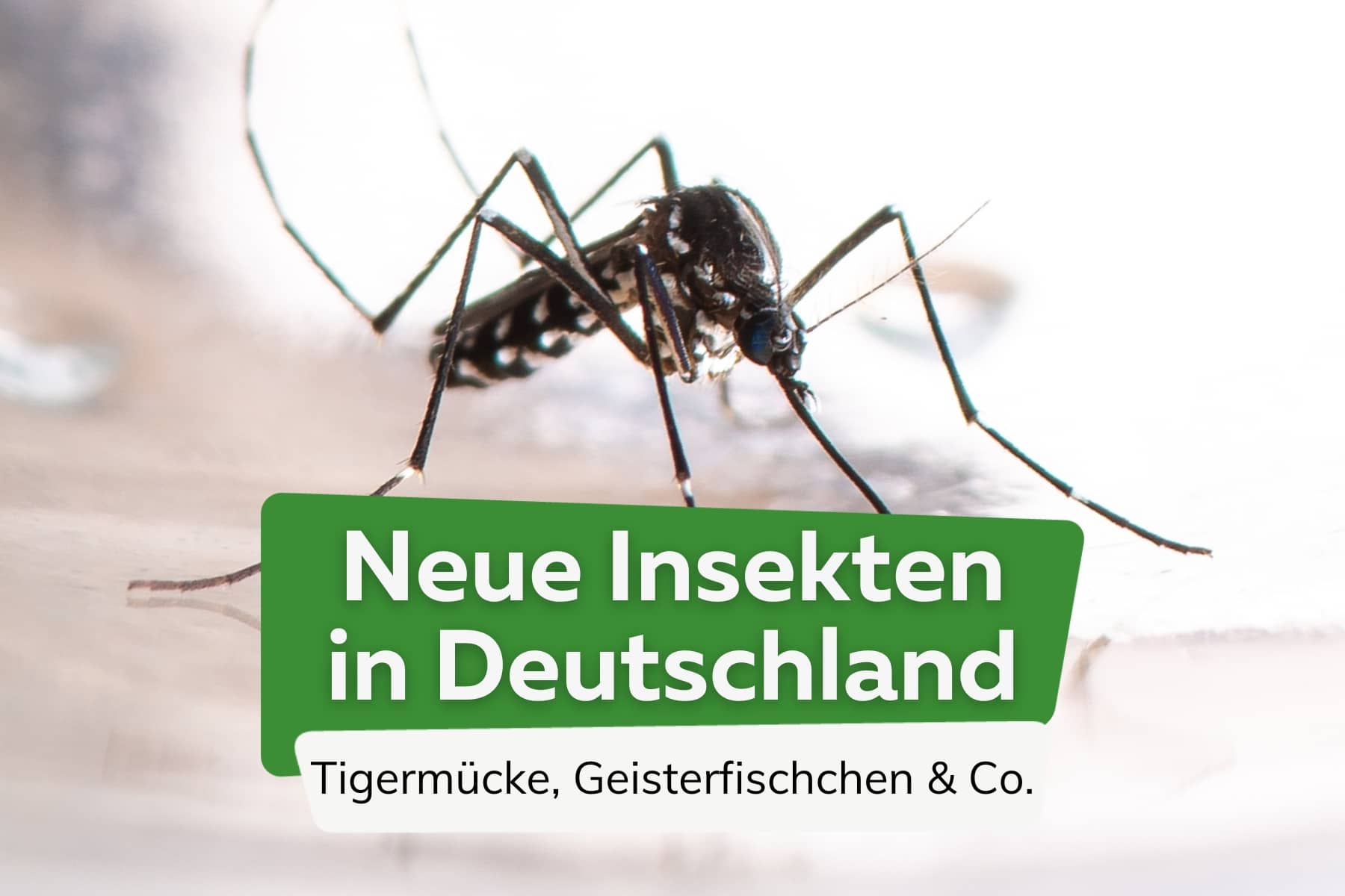 Neue Insekten in Deutschland: Stand 2020