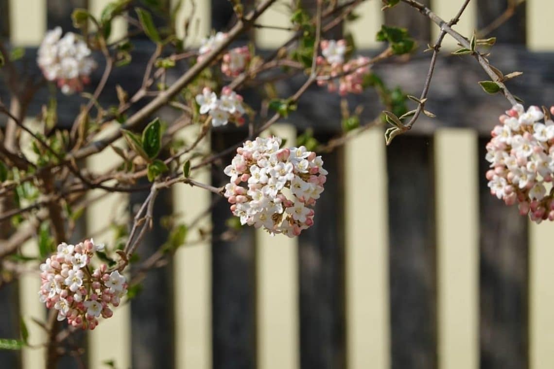 Oster-Schneeball (Viburnum x burkwoodii)