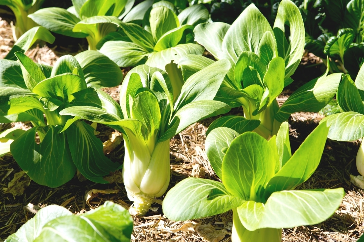 Pak Choi zur späten Aussaat im September