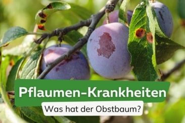 16 Pflaumenbaum-Krankheiten: gekräuselte Blätter & Co.