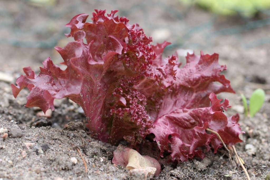 Pflücksalat 'Lollo Rosso'