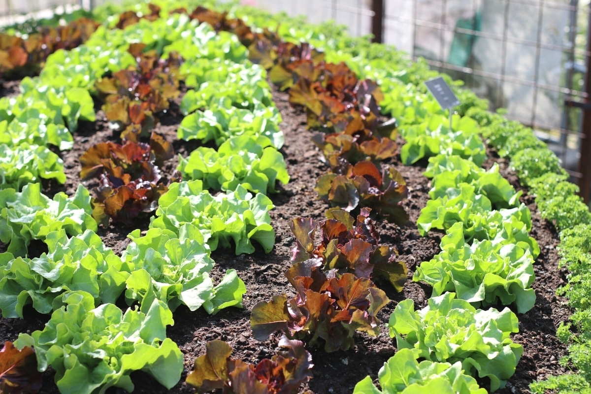 roten und grünen Pflücksalat im September pflanzen